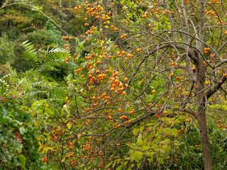 柿が実る山の風景