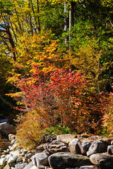 赤沢自然休養林の紅葉
