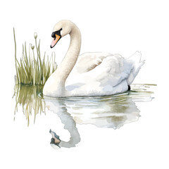 Watercolor White Mute Swan Swimming with Reflection and Reeds Vector Illustration
