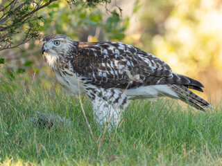 A close up of an immature Red-tailed Hawk perched on the ground in short grass and feeding on recently captured prey whose fur is showing in the grass