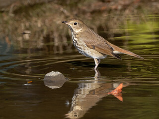 A close up of a Hermit Thrush perched in a shallow puddle with its reflection in the rippling water
