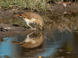 A close up of a Hermit Thrush drinking at the edge of a shallow puddle with its reflection in the water