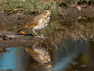 A close up of a Hermit Thrush perched at the edge of a shallow puddle with its reflection in the water