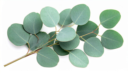 Fresh Eucalyptus Sprig with Round Leaves on a White Background