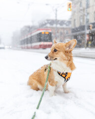 Red and white Pembroke Welsh corgi outside on a city street in a snow storm - A streetcar in the background in Toronto Ontario