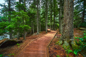Boardwalk Trail Through Lush Forest and Pine Trees in Tranquil Montana Woodland