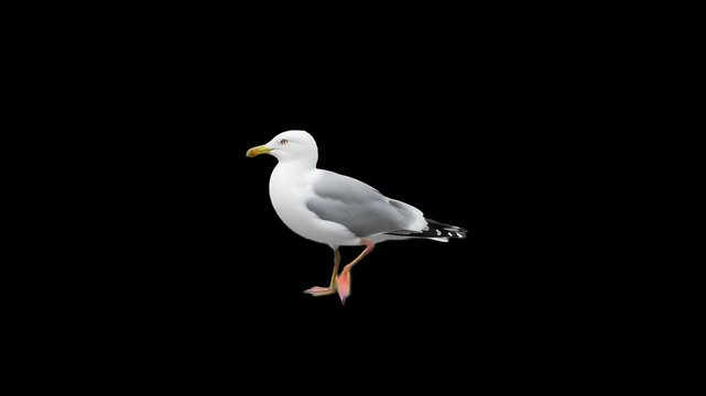 3d realistic Seagull walking loop animation in side view on black Screen, 4k high resolution, a Big seagull bird or Pacific albatross walk, with alpha channel clip, easy to change the background