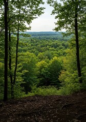 Panoramic view from a tree-covered elevation, showcasing a vast natural landscape under a clear sky. Lush forest canopy stretches to the horizon ,broad ,clear sky ,beautiful