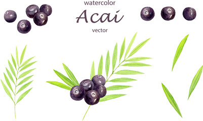 水彩で描いたアサイーのベクターイラストセット