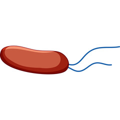 Brown Rod Shaped Bacterium With Blue Flagella On Transparent Background Scientific Illustration