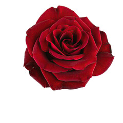 Naklejka premium A Single Vibrant Red Rose Isolated on a Black Background with Detailed Petal Texture and Natural Lighting