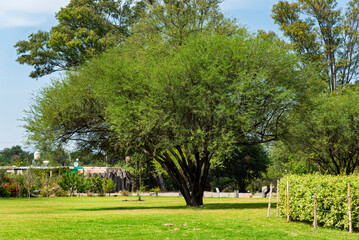 &aacute;rbol, naturaleza, cielo, muerto, azul, paisaje, madera, viejo, bosque, verde, cofres, sucursal, f&aacute;brica, languidecer, primavera, c&eacute;sped, mar, insaturado, diurna