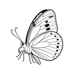 A macro closeup of a beautiful yellow and black swallowtail butterfly with colorful wings isolated on a clean white background