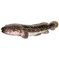 Fototapeta premium eelpout, no background, PNG, photograph assets.