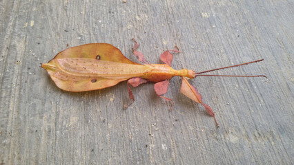 A close-up shot of a leaf insect blending effortlessly with a dried brown leaf on a textured surface. The realistic camouflage highlights nature’s unique adaptations.
