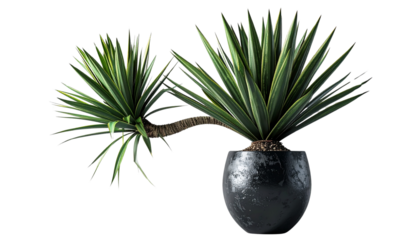 Decorative Potted Yucca Plant – Artistic 3D Illustration PNG