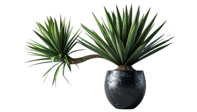 Decorative Potted Yucca Plant – Artistic 3D Illustration PNG