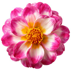 Naklejka premium Flower, no background, PNG, photograph assets.