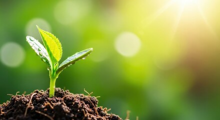New Life and Growth: Close-up of a Tiny Green Seedling with Water Droplets Sprouting from Dark Soil Under Bright Sunlight for Hope, Environment, and Future