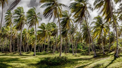 Palm trees, wind - swept fronds, tropical landscape, grassy field under cloudy sky, wide - angle view