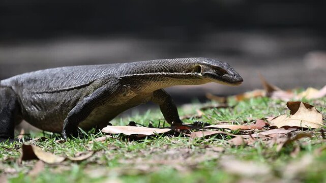 Mertens water monitor, Varanus mertensi, a species of monitor lizard native to northern Australia, foraging at Wangi Falls in the outback of the Northern Territory, popular travel destination.