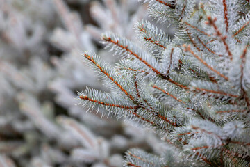 Water droplets on a blue spruce branch