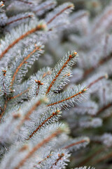 Water droplets on a blue spruce branch