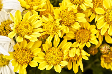 Indian chrysanthemum  (Cut flowers photographed in November)