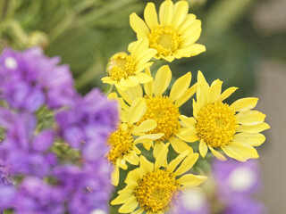 Indian chrysanthemum  (Cut flowers photographed in November)