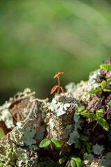 朽ちた切り株に生える植物の新芽