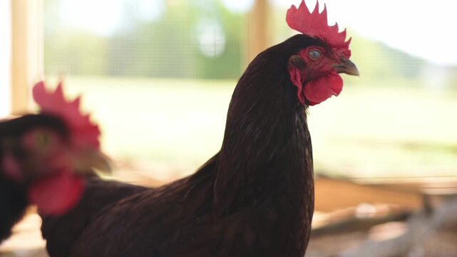 Close-up of chicken in sunny rustic countryside environment Brown hen with red comb inside bright wooden chicken coop chicken