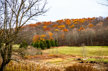 autumn landscape with trees