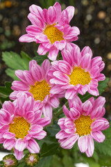Pink spray mum (Cut flowers photographed in November)