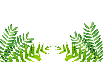 Obraz premium green leaves border