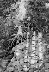 tree in the forest