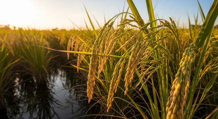 Golden Rice Field Ready for Harvest