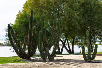 cactus, cactaceae, desierta, f&aacute;brica, naturaleza, carnegiea gigantea, arizona, cielo, azul, paisaje, huerta, insaturado, suculenta, flor, &aacute;rido, flora, verano, &aacute;rbol, espinoso, cactus tropical
