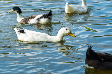 Fototapeta premium ganso, ave, blanco, pato, animal, naturaleza, chacras, acuático, pico, domestica, césped, emplumar, fauna, aislada, ave de corral, lago, agricultura, verde, ave acuática, inhospitalario