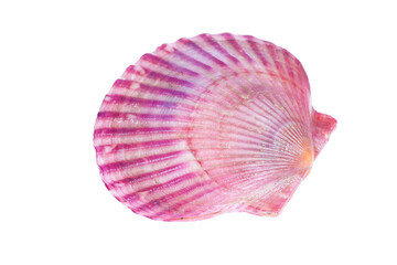 Scallops isolated on a white background