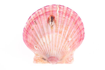 Scallops isolated on a white background