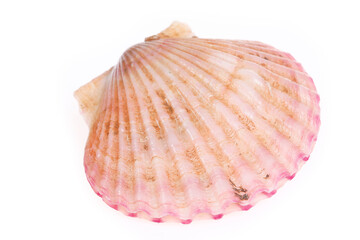 Scallops isolated on a white background