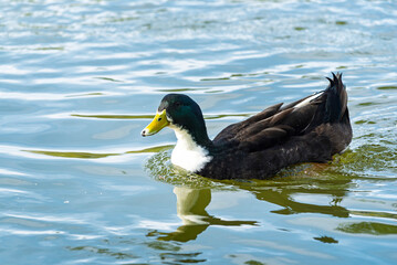 Fototapeta premium ganso, ave, blanco, pato, animal, naturaleza, chacras, acuático, pico, domestica, césped, emplumar, fauna, aislada, ave de corral, lago, agricultura, verde, ave acuática, inhospitalario
