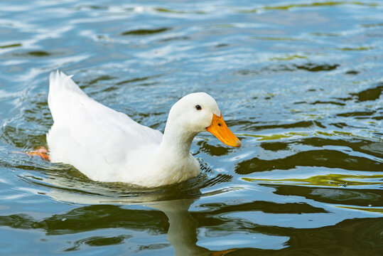 ganso, ave, blanco, pato, animal, naturaleza, chacras, acu&aacute;tico, pico, domestica, c&eacute;sped, emplumar, fauna, aislada, ave de corral, lago, agricultura, verde, ave acu&aacute;tica, inhospitalario