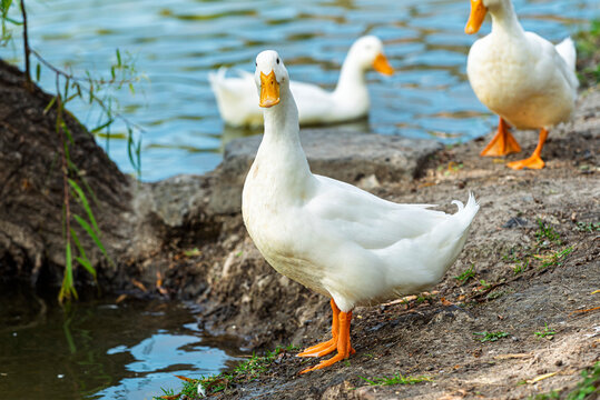 ganso, ave, blanco, pato, animal, naturaleza, chacras, acu&aacute;tico, pico, domestica, c&eacute;sped, emplumar, fauna, aislada, ave de corral, lago, agricultura, verde, ave acu&aacute;tica, inhospitalario