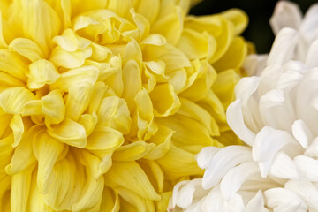 Yellow and white chrysanthemums (Cut flowers photographed in November)