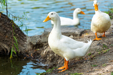Fototapeta premium ganso, ave, blanco, pato, animal, naturaleza, chacras, acuático, pico, domestica, césped, emplumar, fauna, aislada, ave de corral, lago, agricultura, verde, ave acuática, inhospitalario