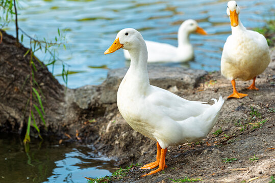 ganso, ave, blanco, pato, animal, naturaleza, chacras, acu&aacute;tico, pico, domestica, c&eacute;sped, emplumar, fauna, aislada, ave de corral, lago, agricultura, verde, ave acu&aacute;tica, inhospitalario