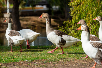 ganso, ave, blanco, pato, animal, naturaleza, chacras, acuático, pico, domestica, césped,...