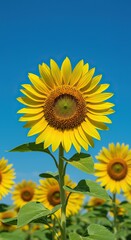A close-up view of vibrant yellow sunflowers blooming under a bright, clear blue summer sky, symbolizing happiness and abundant sunshine ,sunshine ,agricultural ,life
