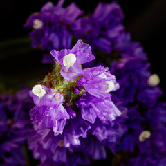 Statice flower (Cut flowers photographed in November)